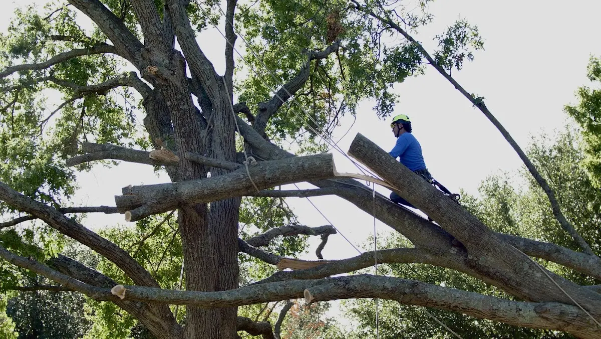 Professional Crown Thinning performed by certified arborists in Mackeyville