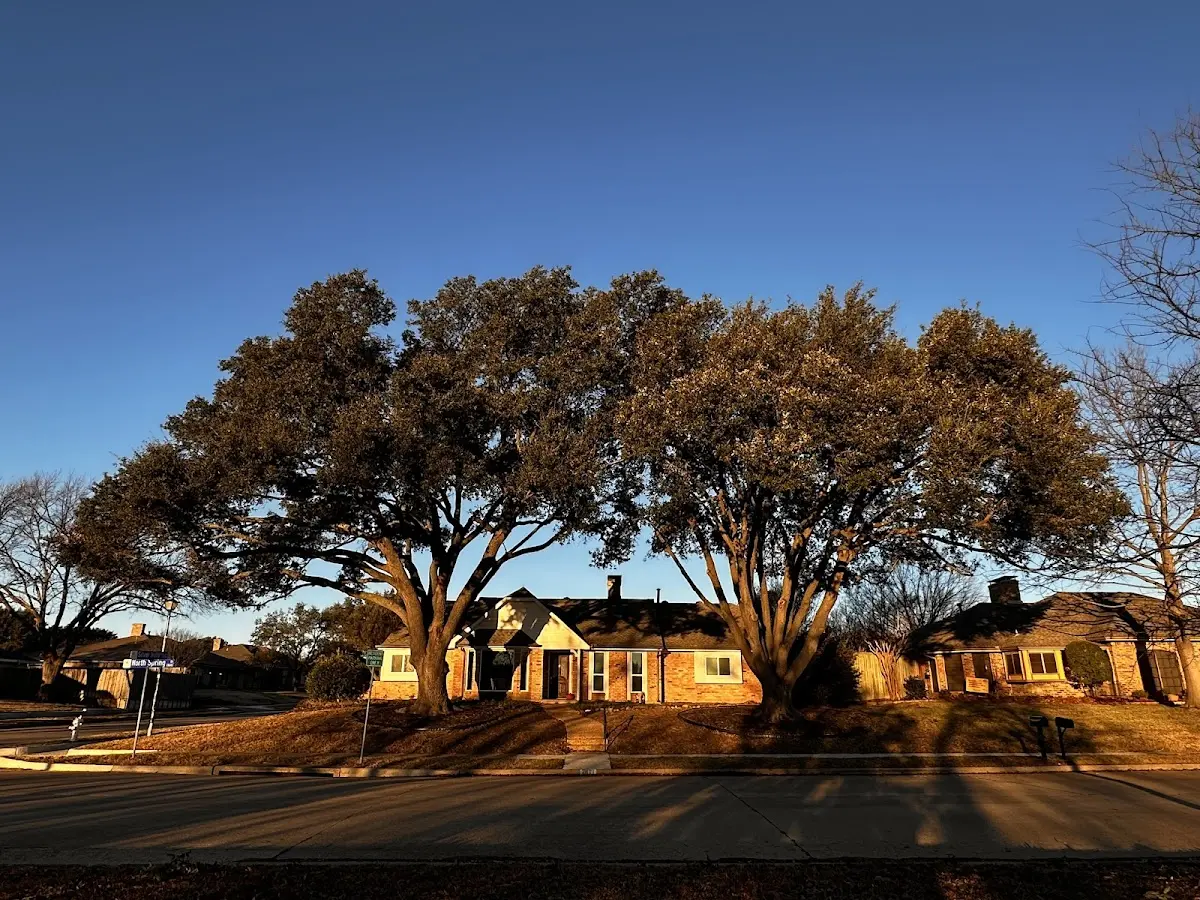 Established residential canopy tree shading a home in Mackeyville